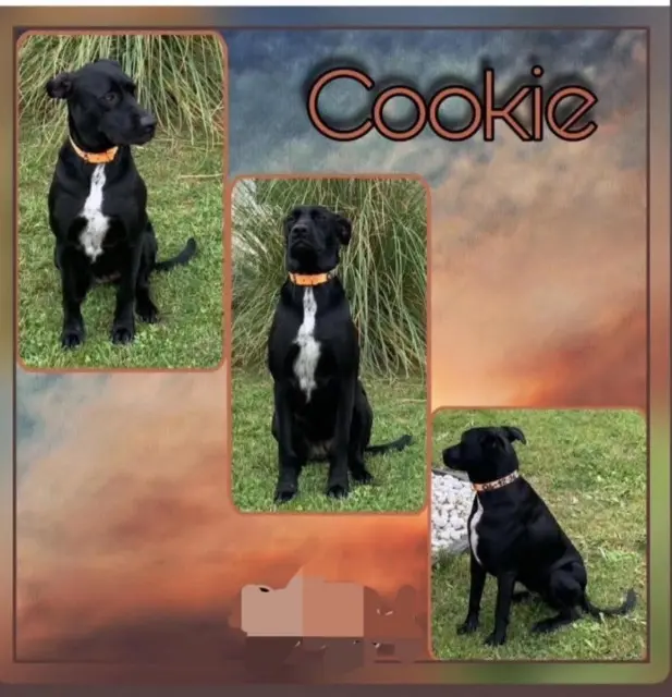 cagna persa 35390 Grand-Fougeray Cookie cagna lost 35390 Grand-Fougeray Cookie