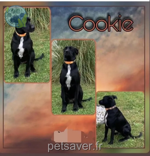 chienne perdue 35390 Grand-Fougeray Cookie chienne lost 35390 Grand-Fougeray Cookie