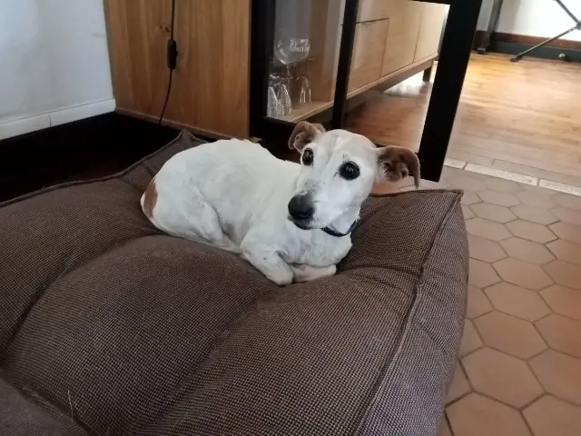 chienne lost   35133 Laignelet Etna