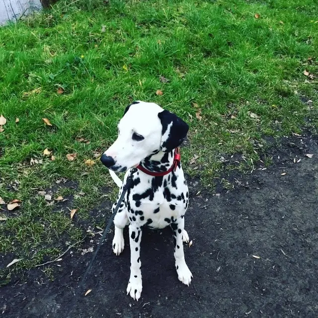 chienne lost   35230 Bourgbarré Laika