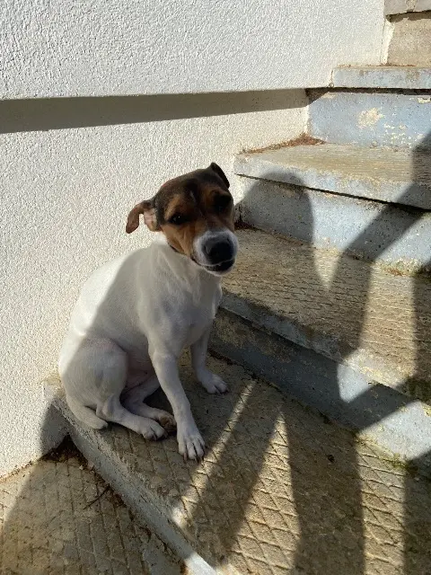 chienne lost   35230 Saint-Erblon Maya
