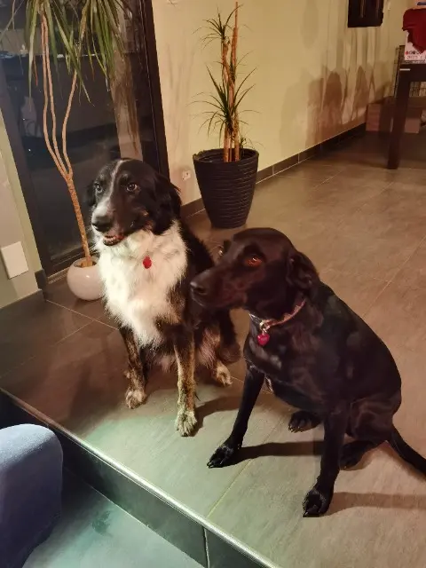 chienne lost   35440 Feins Nattie et Wanila