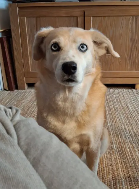 chienne lost   35235 Thorigné-Fouillard Pepite