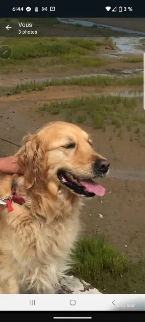 chienne lost    Rennes Fresca