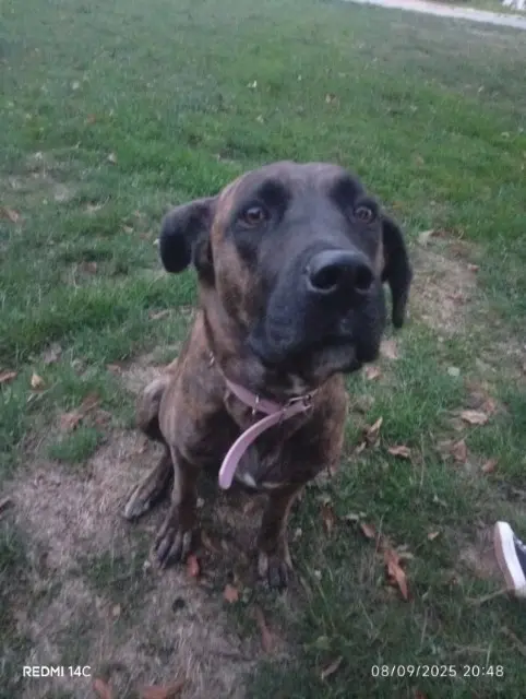 dog lost 35150 Janzé Salameche dog lost 35150 Janzé Salameche