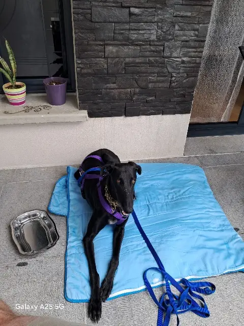 chienne lost   35340 Liffré Samba