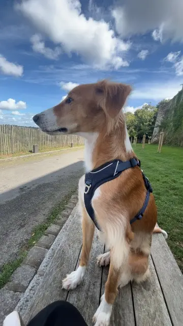 chienne lost   35500 Saint-M'Hervé Tia