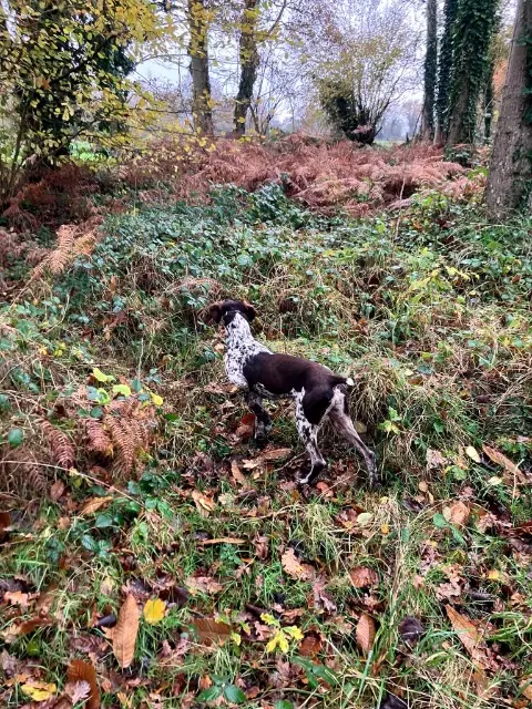 chienne lost   35270 Combourg Toscane