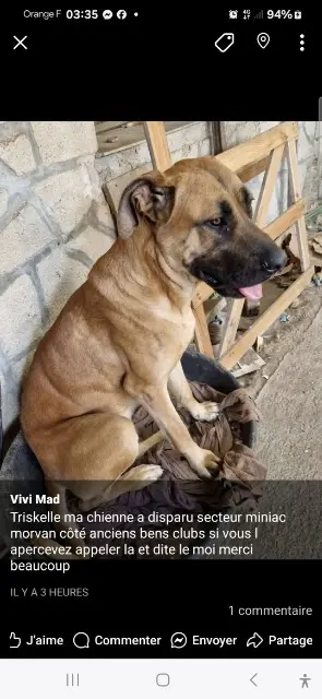 chienne lost   35540 Miniac-Morvan Triskelle