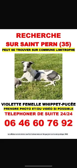 chienne lost   35190 Saint-Pern Violette