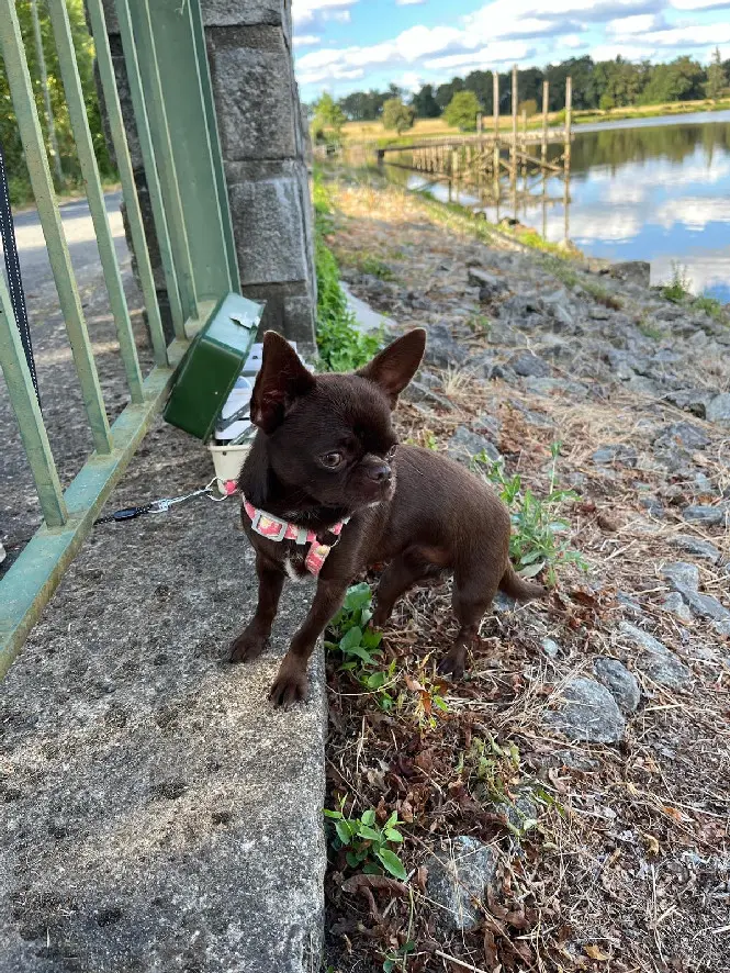 Chienne Perdue 36 Indre Chienne Perdue 36 Indre