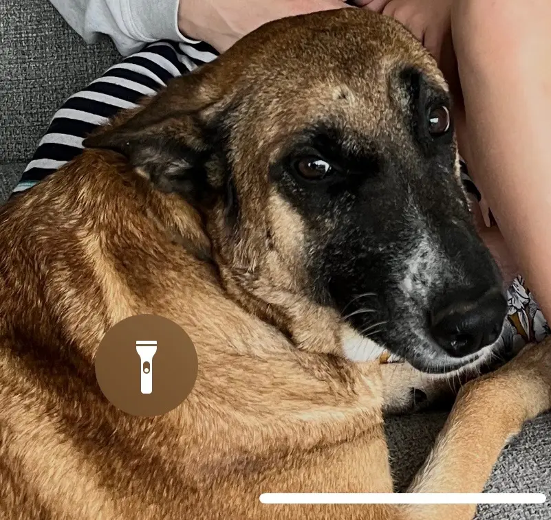 Chienne Perdue 36 Indre Chienne Perdue 36 Indre