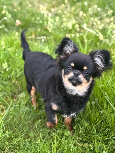 chienne lost   36000 Châteauroux Hope