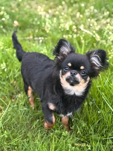 chienne lost   36000 Châteauroux Hope