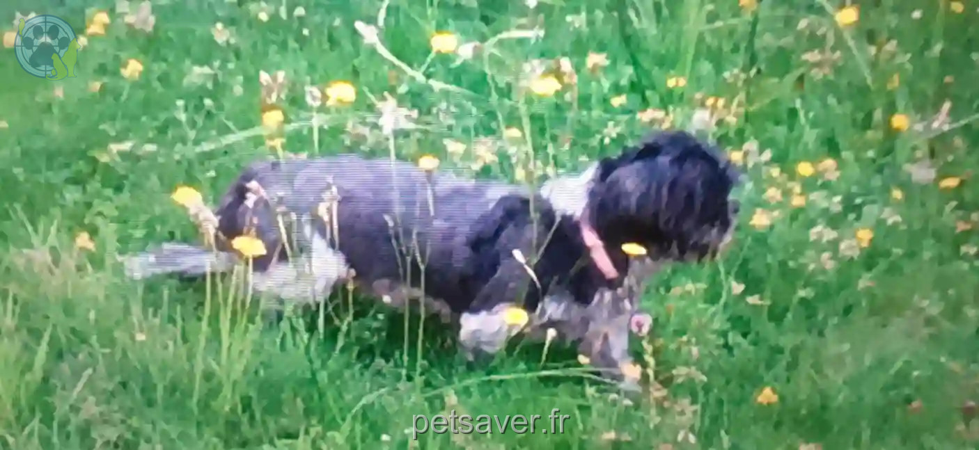 Chienne Perdue 36 Indre - Iris Chienne Perdue 36 Indre - Iris