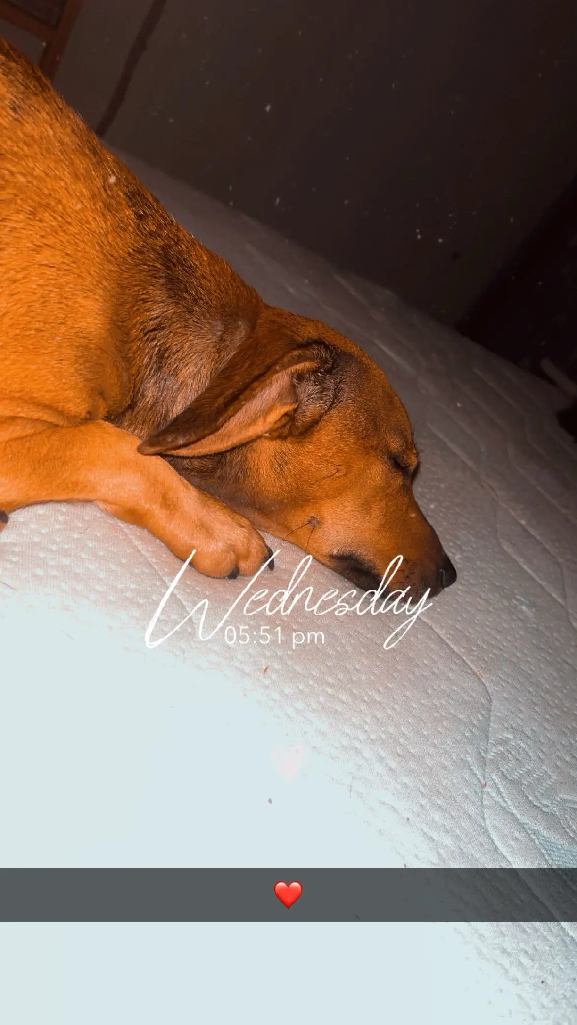 Chienne Perdue 36 Indre - Joy Chienne Perdue 36 Indre - Joy