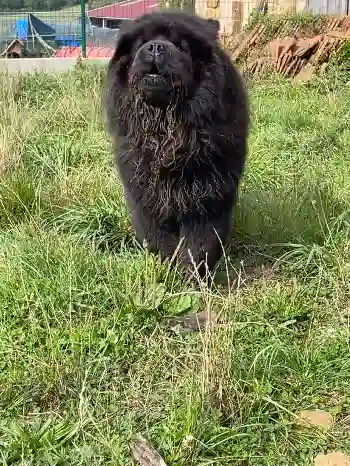 Chienne Perdue 36 Indre - Lilou Chienne Perdue 36 Indre - Lilou