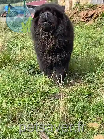 Chienne Perdue 36 Indre - Lilou Chienne Perdue 36 Indre - Lilou