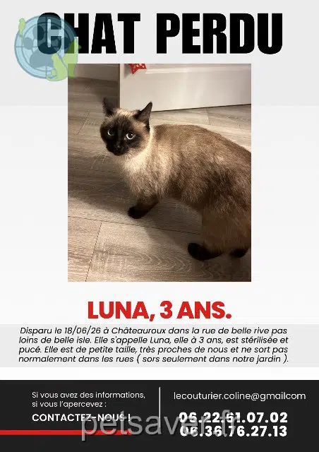 chienne lost   36000 Châteauroux Luna