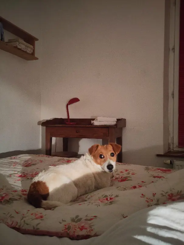 Chienne Perdue 36 Indre - Maybe Chienne Perdue 36 Indre - Maybe