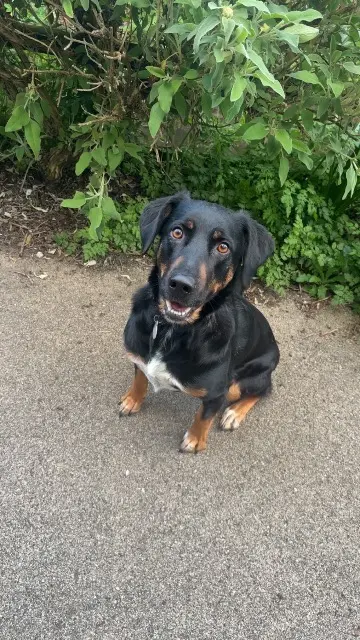 chienne lost   36100 Meunet-Planches Millie