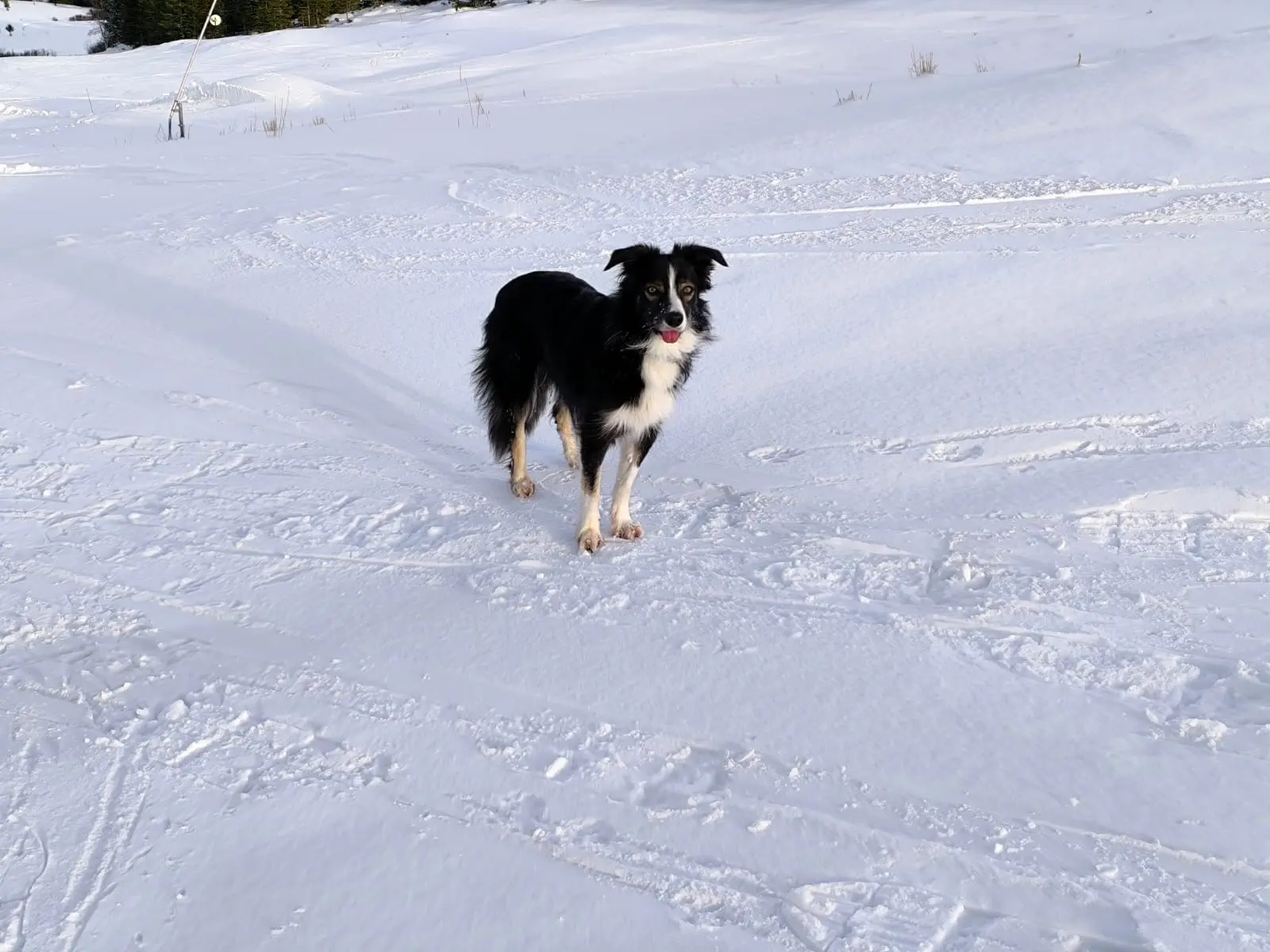 Chienne Perdue 36 Indre - Nala Chienne Perdue 36 Indre - Nala