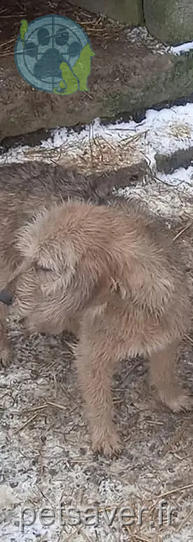 cadela perdida D 51 36230 Sarzay Nebulla cadela lost D 51 36230 Sarzay Nebulla