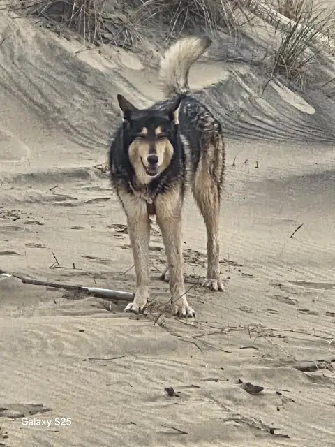 chienne lost   36330 Le Poinçonnet Sabella