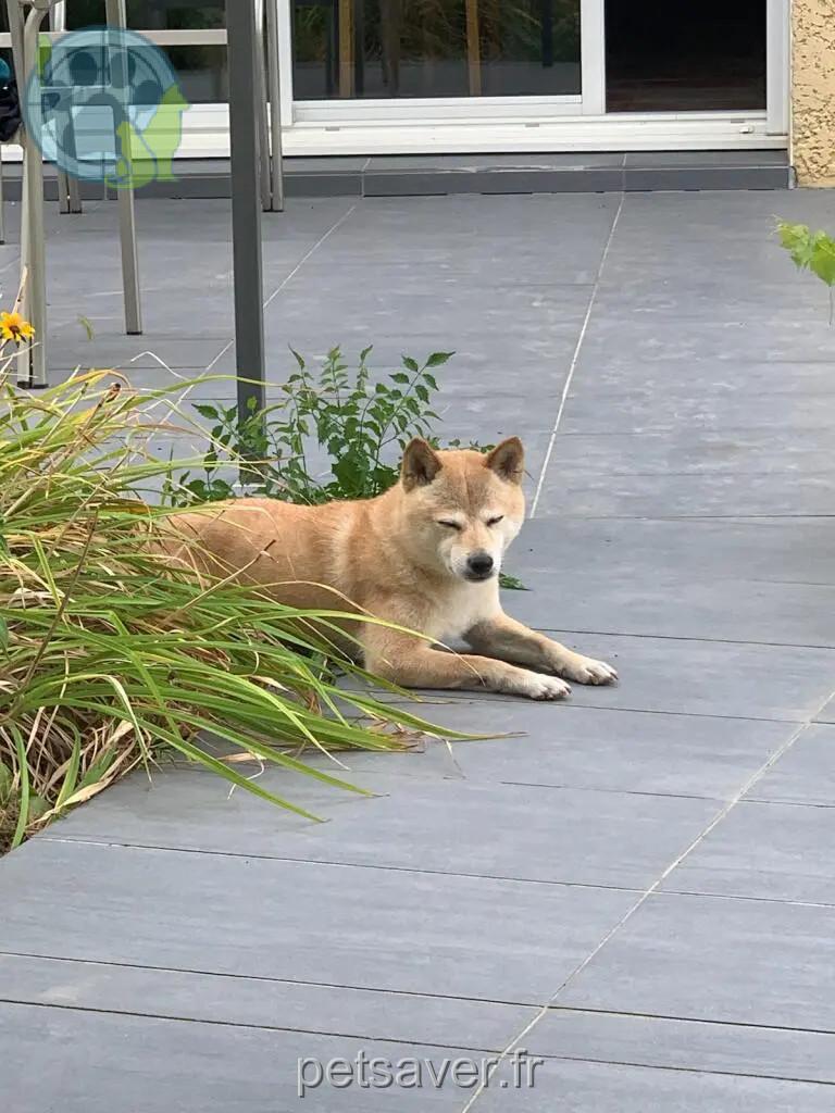 Chienne Perdue 36 Indre - Shiba Chienne Perdue 36 Indre - Shiba
