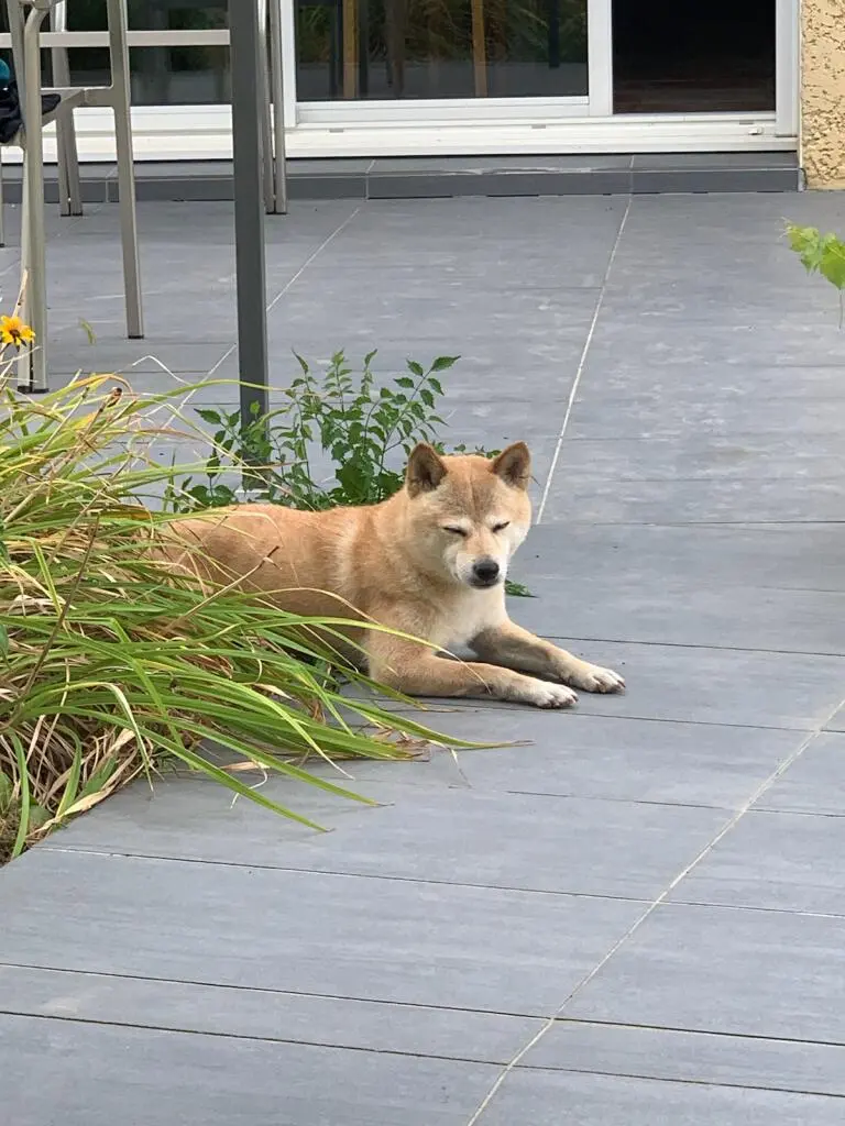 Chienne Perdue 36 Indre - Shiba Chienne Perdue 36 Indre - Shiba