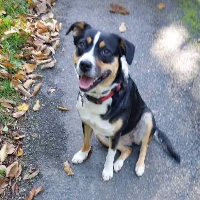 chienne lost   36160 Vigoulant Tya