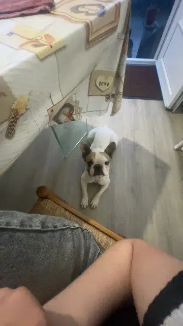 chienne lost   36100 Issoudun Uska