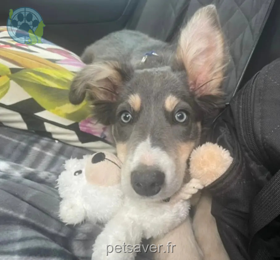 Chienne Perdue 36 Indre - Vaihana Chienne Perdue 36 Indre - Vaihana