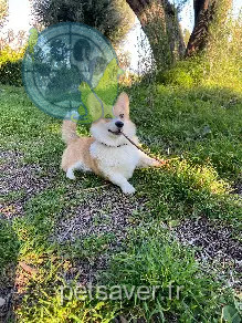 dog lost D 51 36230 Sarzay Vogue ou vaina dog lost D 51 36230 Sarzay Vogue ou vaina