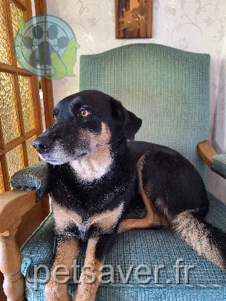 dog lost D 51 36230 Sarzay dog lost D 51 36230 Sarzay