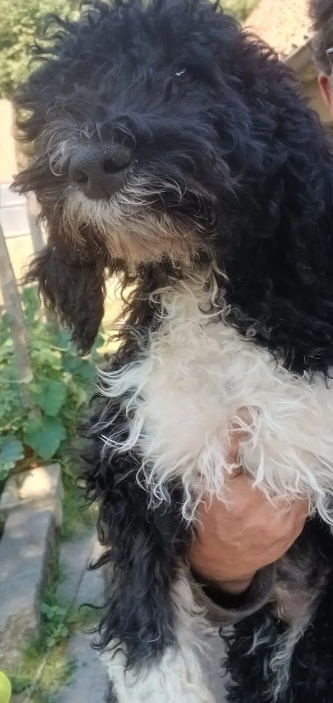 Chienne Perdue 36 Indre Chienne Perdue 36 Indre