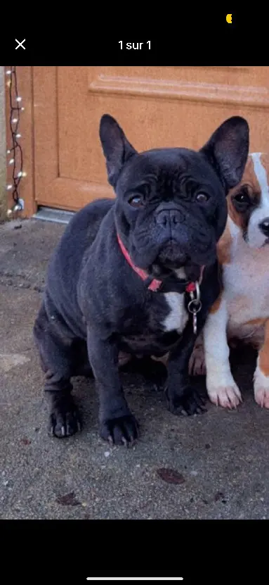 Chienne Perdue 36 Indre Chienne Perdue 36 Indre