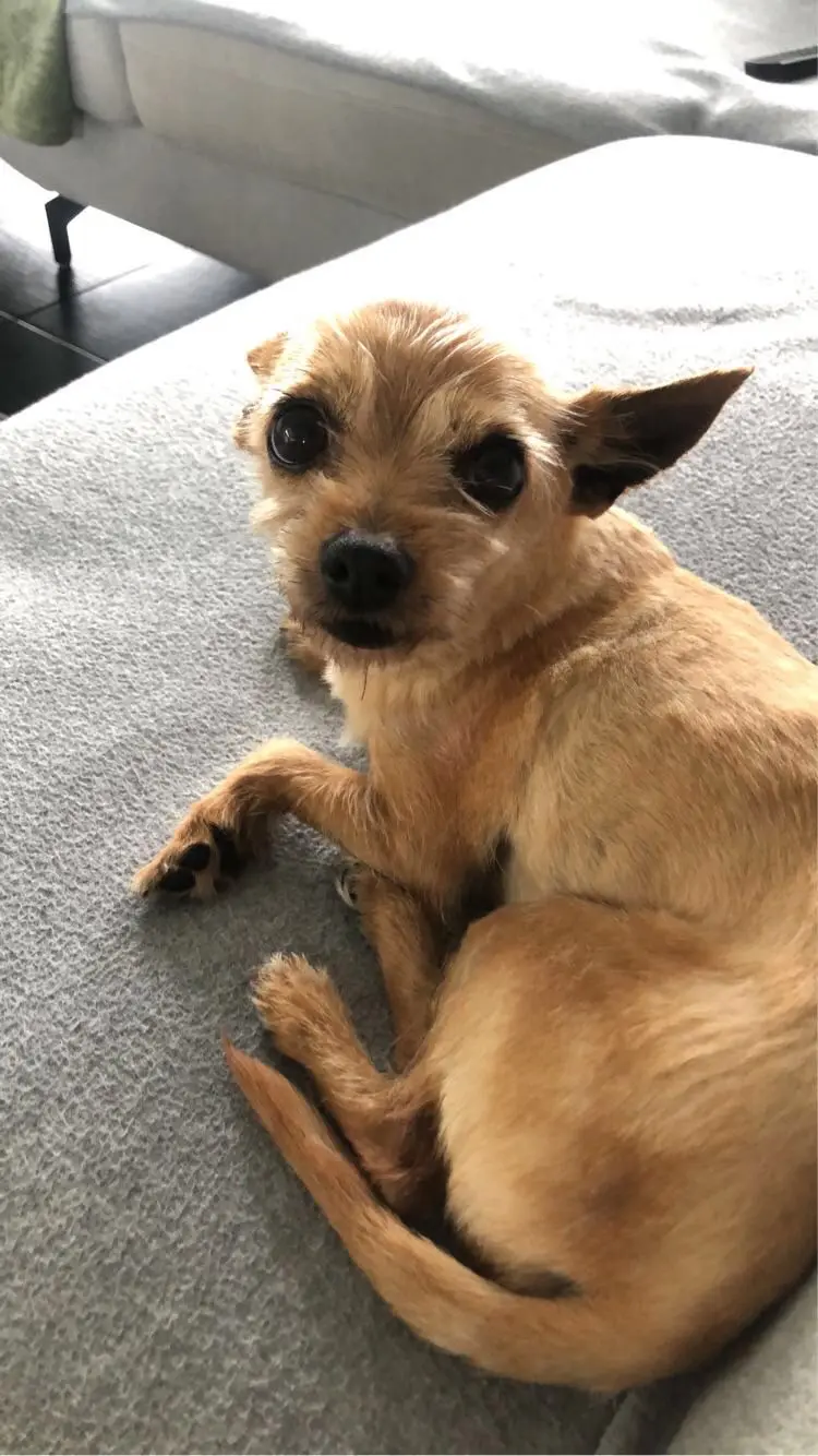 Chienne Perdue 36 Indre Chienne Perdue 36 Indre