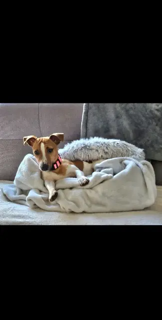 chienne lost   37260 Monts Bella