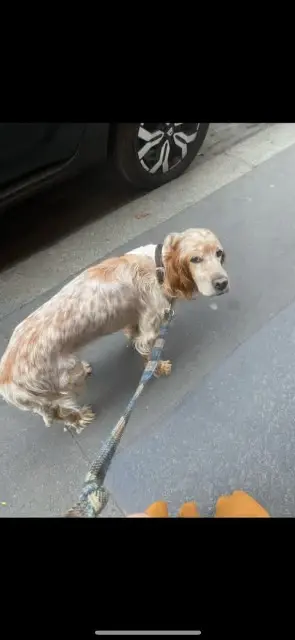 chienne lost   37340 Rillé Fidji