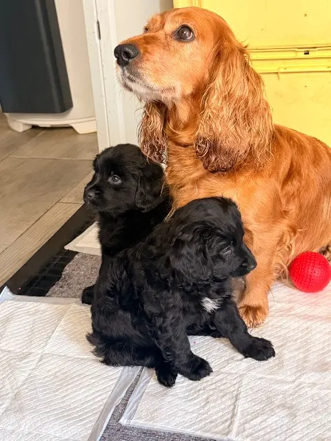 chienne lost   37300 Joué-lès-Tours Laïka