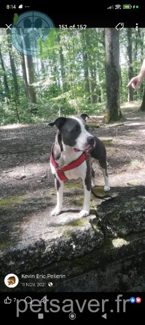 perra lost   37190 Azay-le-Rideau Nala