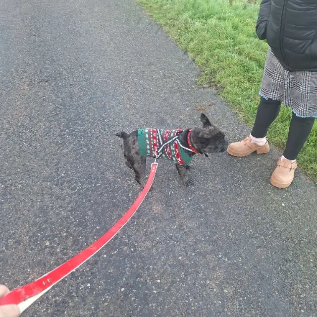 chienne lost   37270 Montlouis-sur-Loire Nala