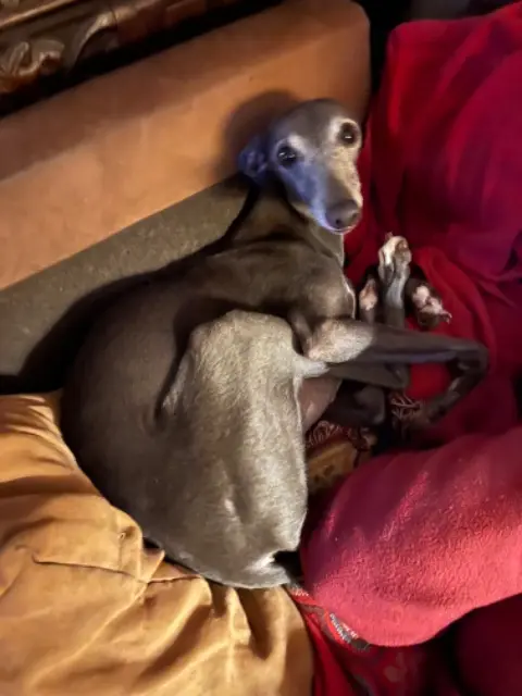 chienne lost   37270 Montlouis-sur-Loire Olympe