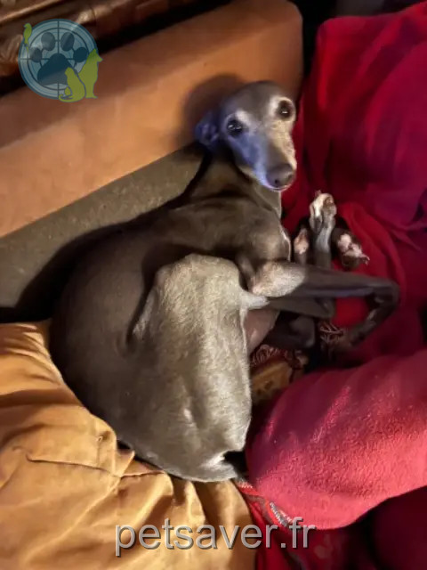 dog lost 37270 Montlouis-sur-Loire Olympe dog lost 37270 Montlouis-sur-Loire Olympe