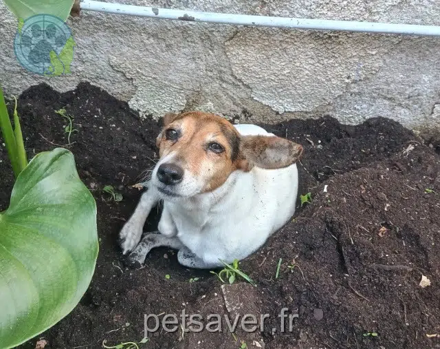 chienne lost   37540 Saint-Cyr-sur-Loire Ova