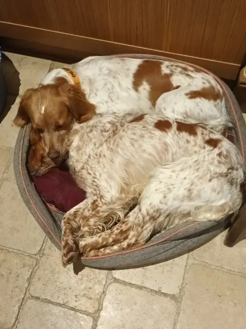 chienne lost   37110 Autrèche Phara et Utah