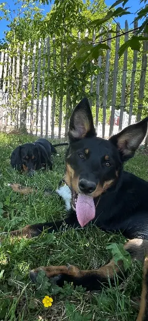 chienne lost    Tours Bertille