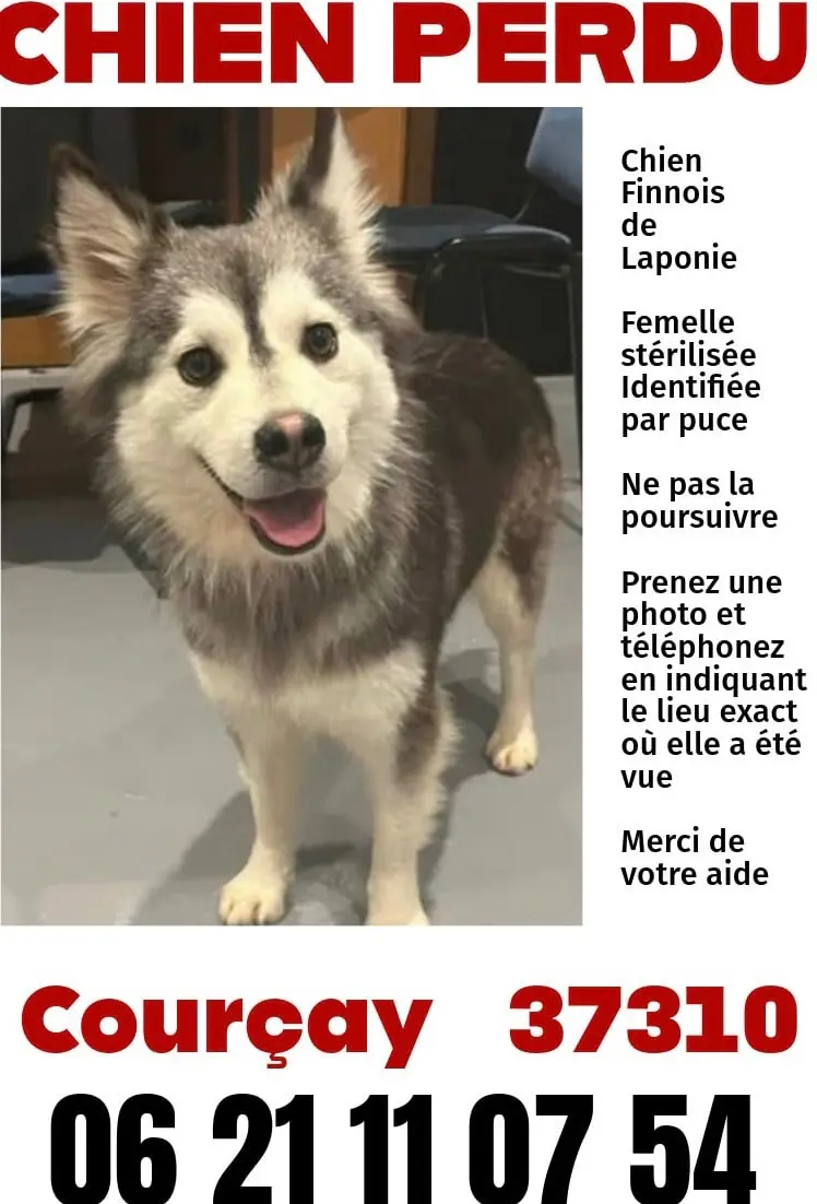 Hündin vermisst Rouvres 37310 Courçay Ulya Hündin lost Rouvres 37310 Courçay Ulya