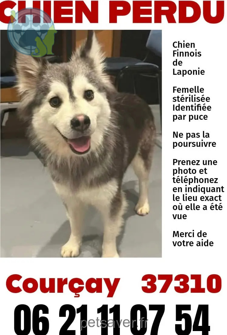 dog lost Rouvres 37310 Courçay Ulya dog lost Rouvres 37310 Courçay Ulya